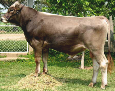 Toro 6