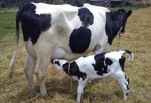 Holstein