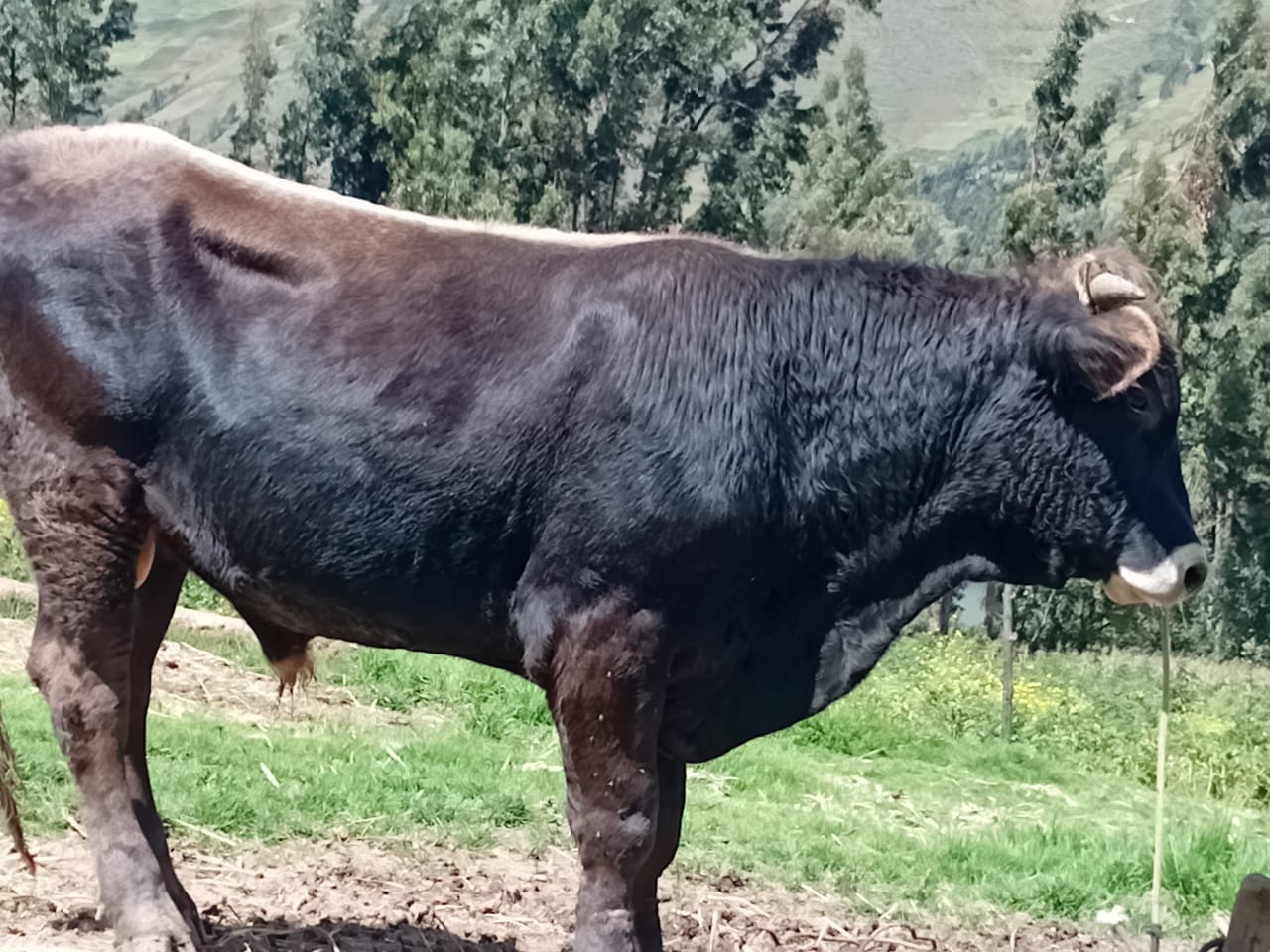 Mestizo de engorde